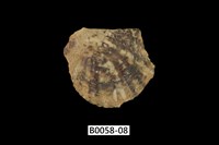 藏品(白珍珠蛤)的圖片